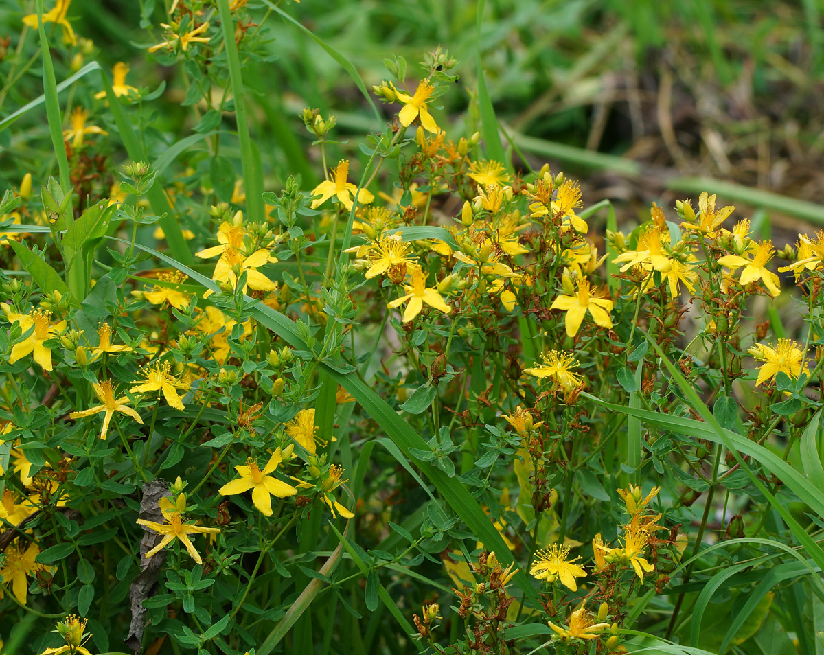 Image of Hypericum perforatum specimen.