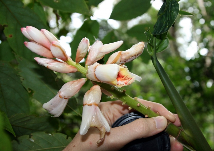 Image of Alpinia zerumbet specimen.
