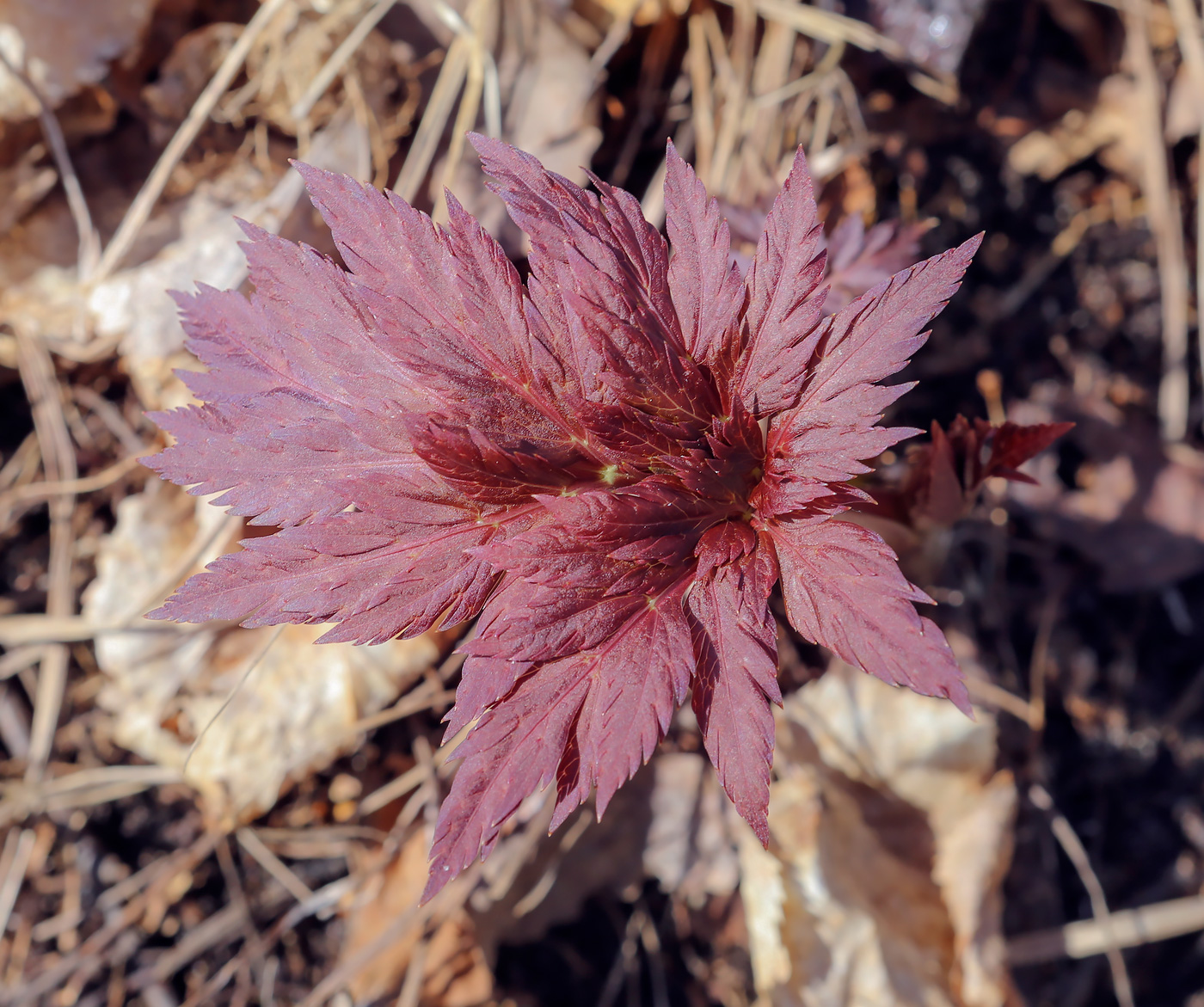 Image of Pleurospermum uralense specimen.