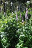 Aconitum leucostomum. Цветущие растения (слева форма с голубой, справа с фиолетовой окраской венчика; на заднем плане delphinium) на поляне в кедровом лесу на западном склоне г. Вершина Тияхты на высоте около 1800 м н.у.м. 29.07.2010.