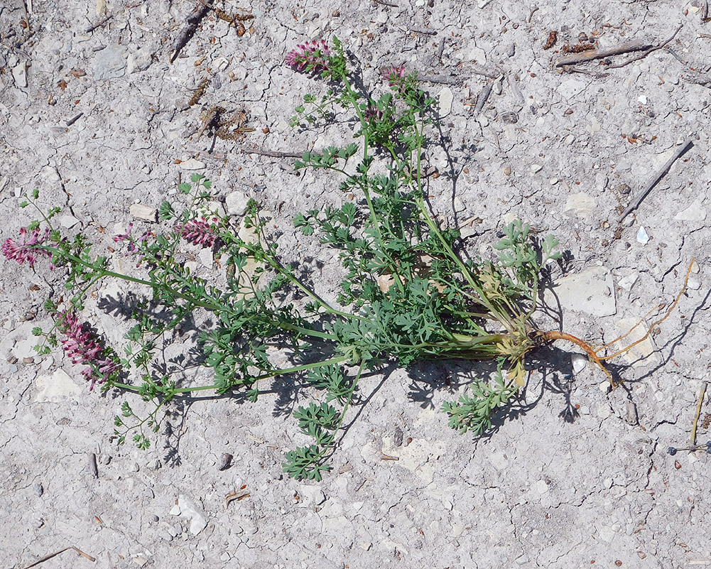 Изображение особи Fumaria officinalis.