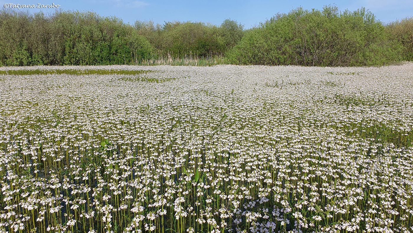 Изображение особи Hottonia palustris.