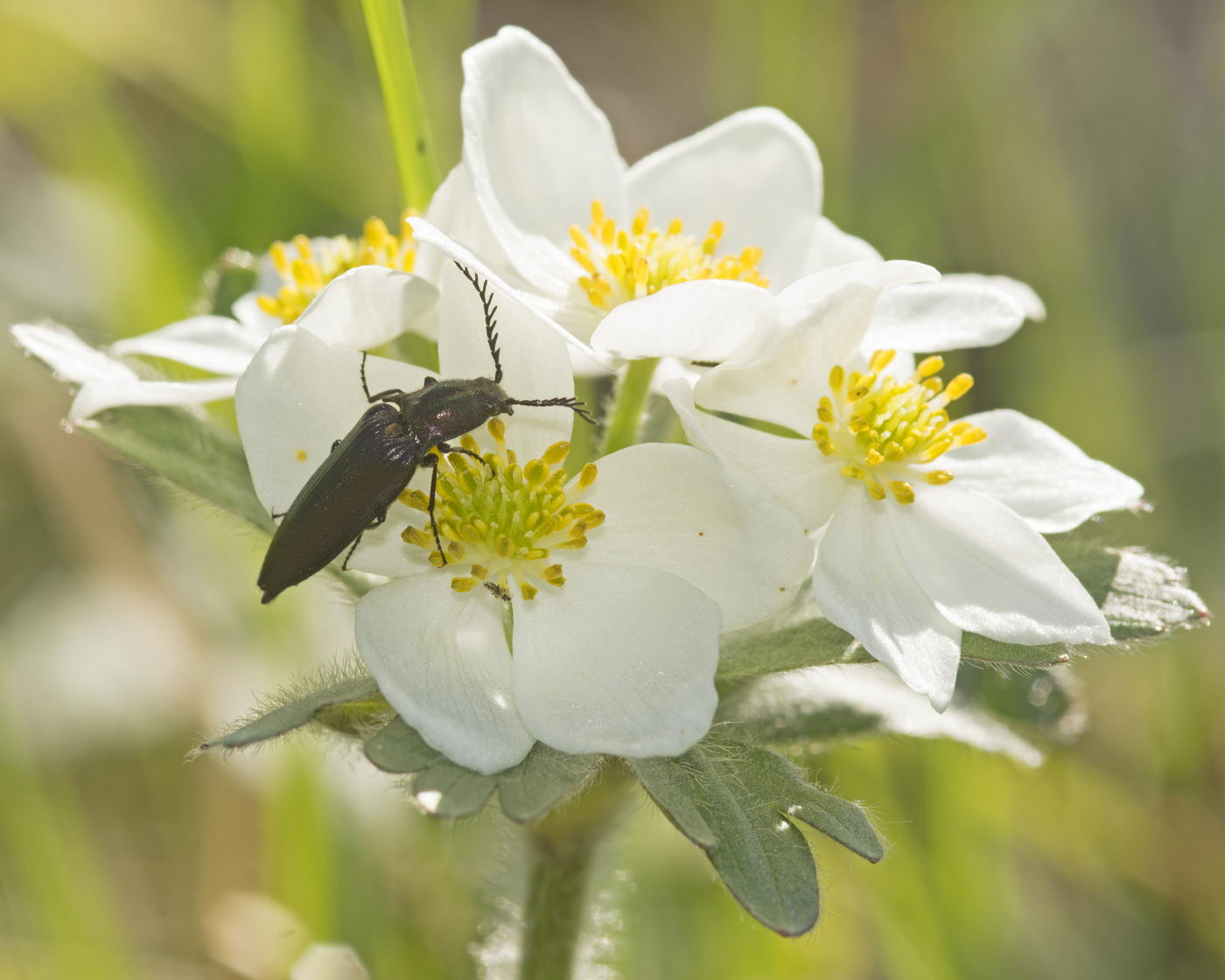 Изображение особи Anemonastrum biarmiense.