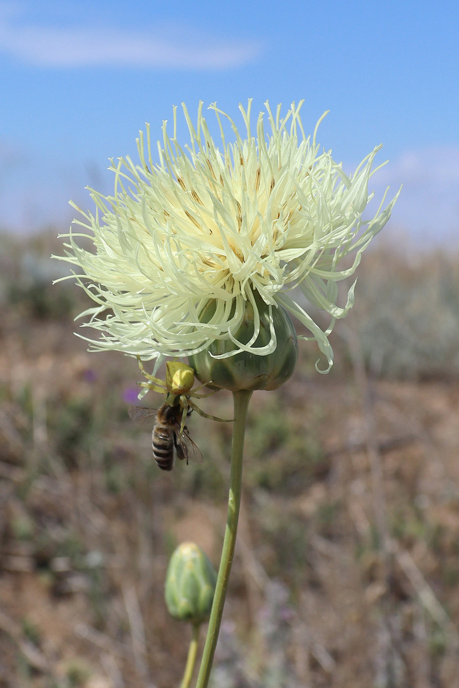 Изображение особи Rhaponticoides taliewii.