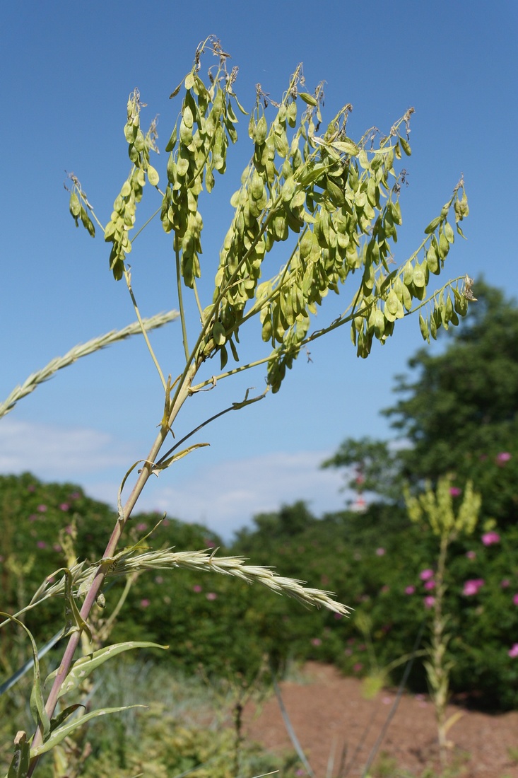 Image of Isatis tinctoria specimen.