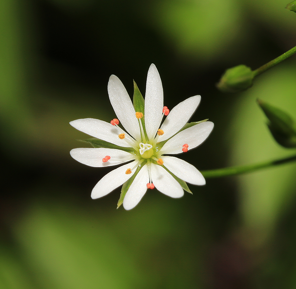 Изображение особи Stellaria graminea.