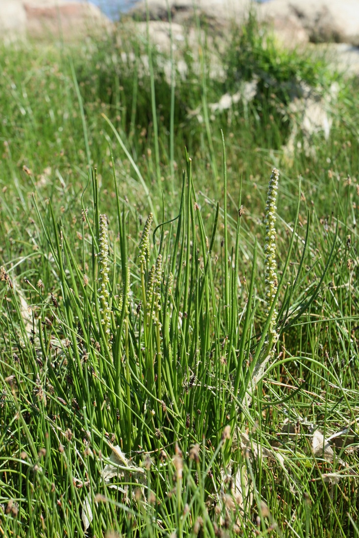 Image of Triglochin maritima specimen.