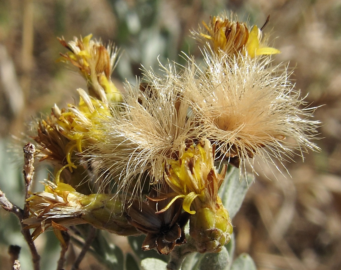 Image of Galatella villosa specimen.