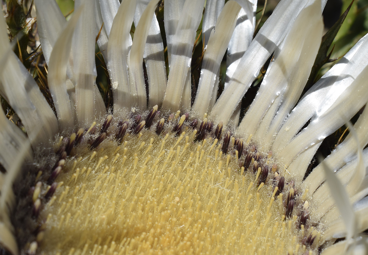 Изображение особи Carlina acaulis ssp. caulescens.