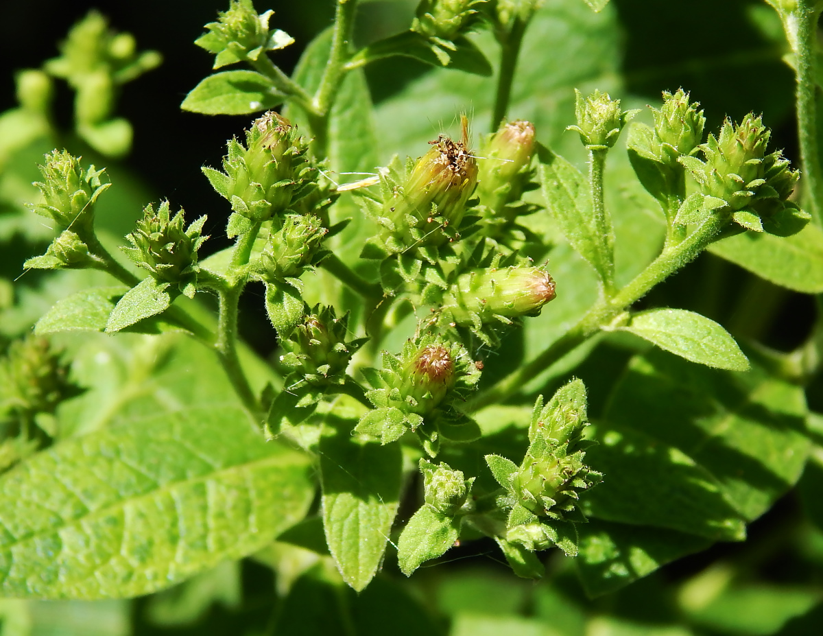 Изображение особи Inula conyza.