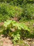 Heracleum scabrum