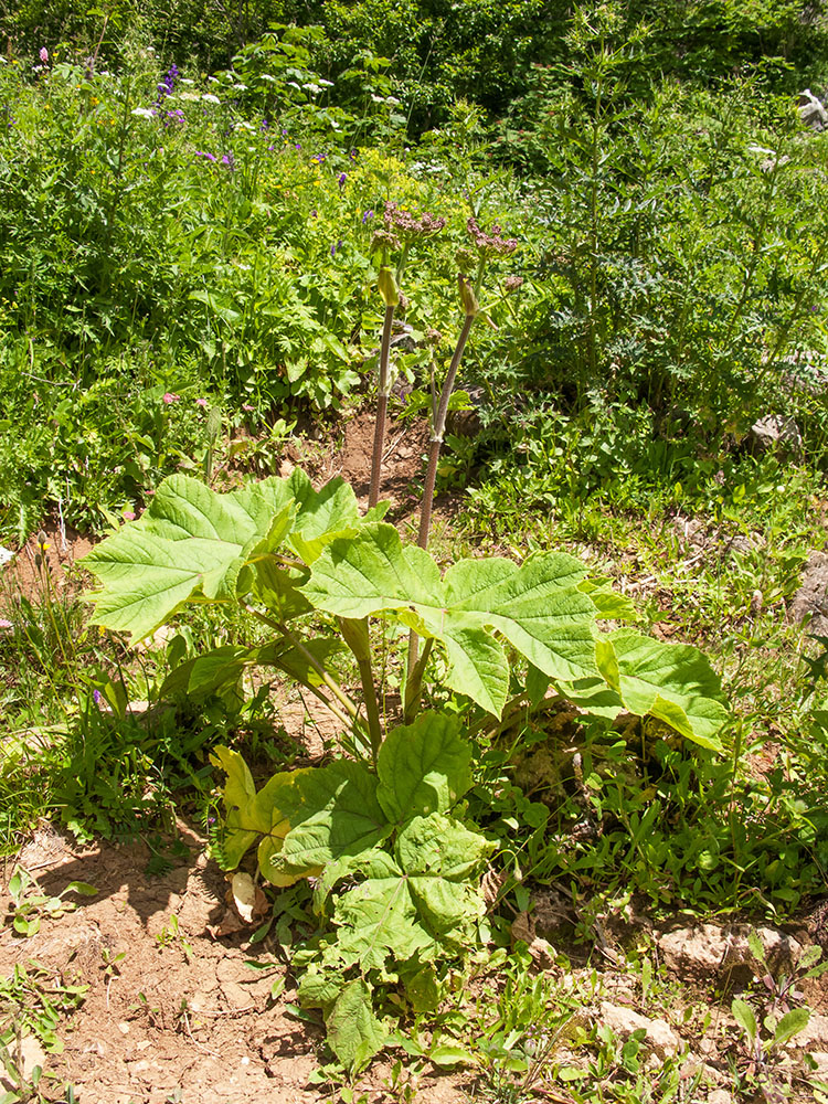 Изображение особи Heracleum scabrum.