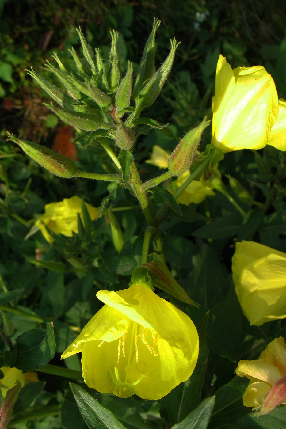 Изображение особи Oenothera glazioviana.