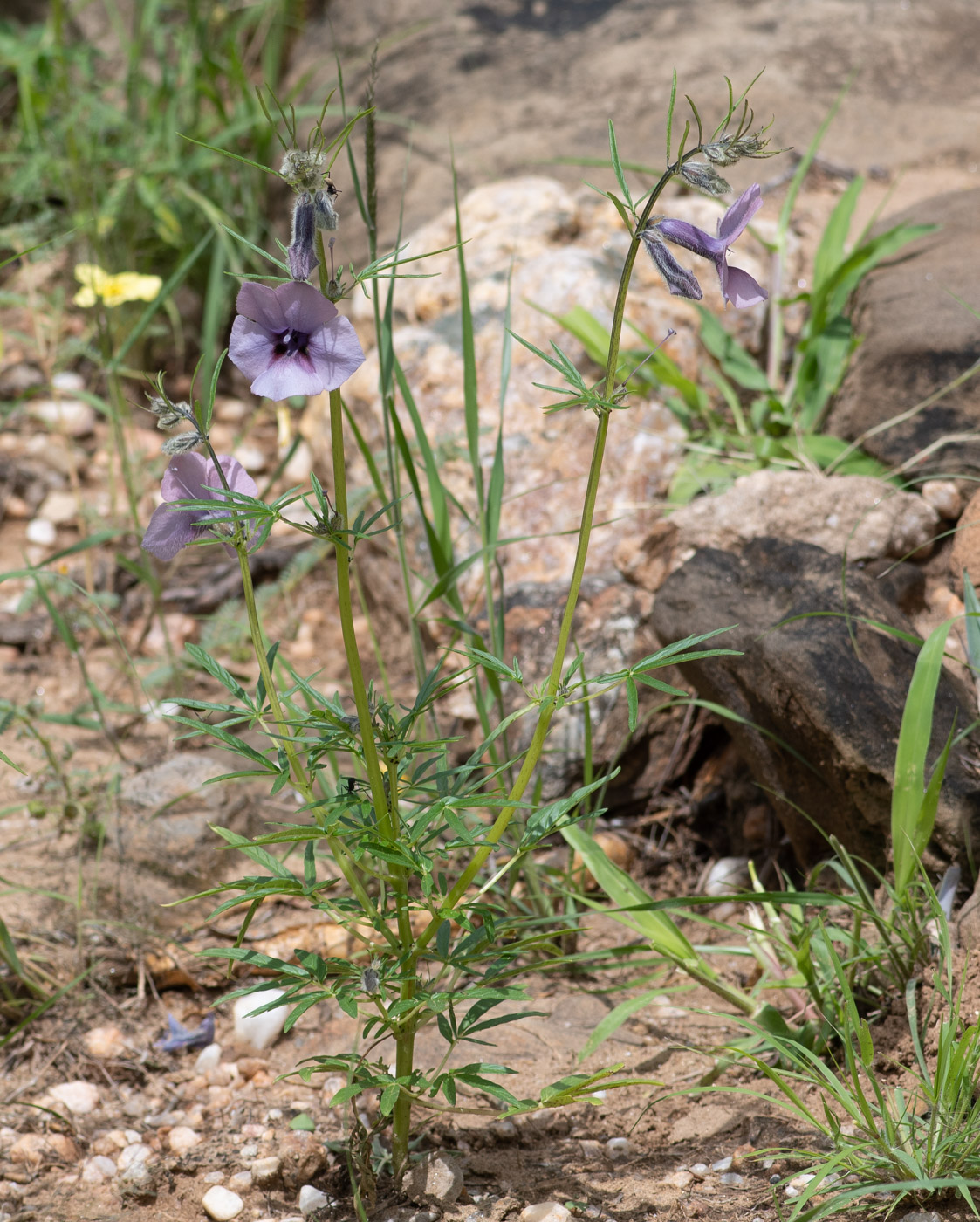 Изображение особи Sesamum triphyllum.