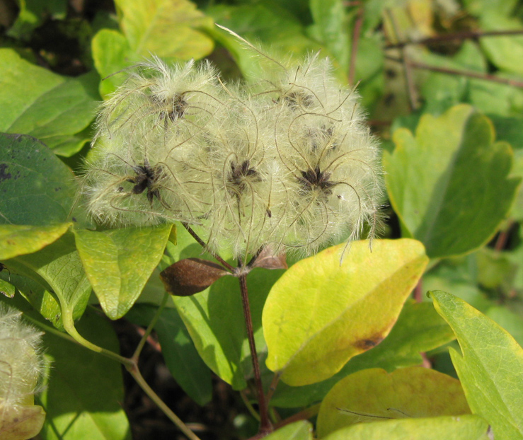 Изображение особи Clematis vitalba.