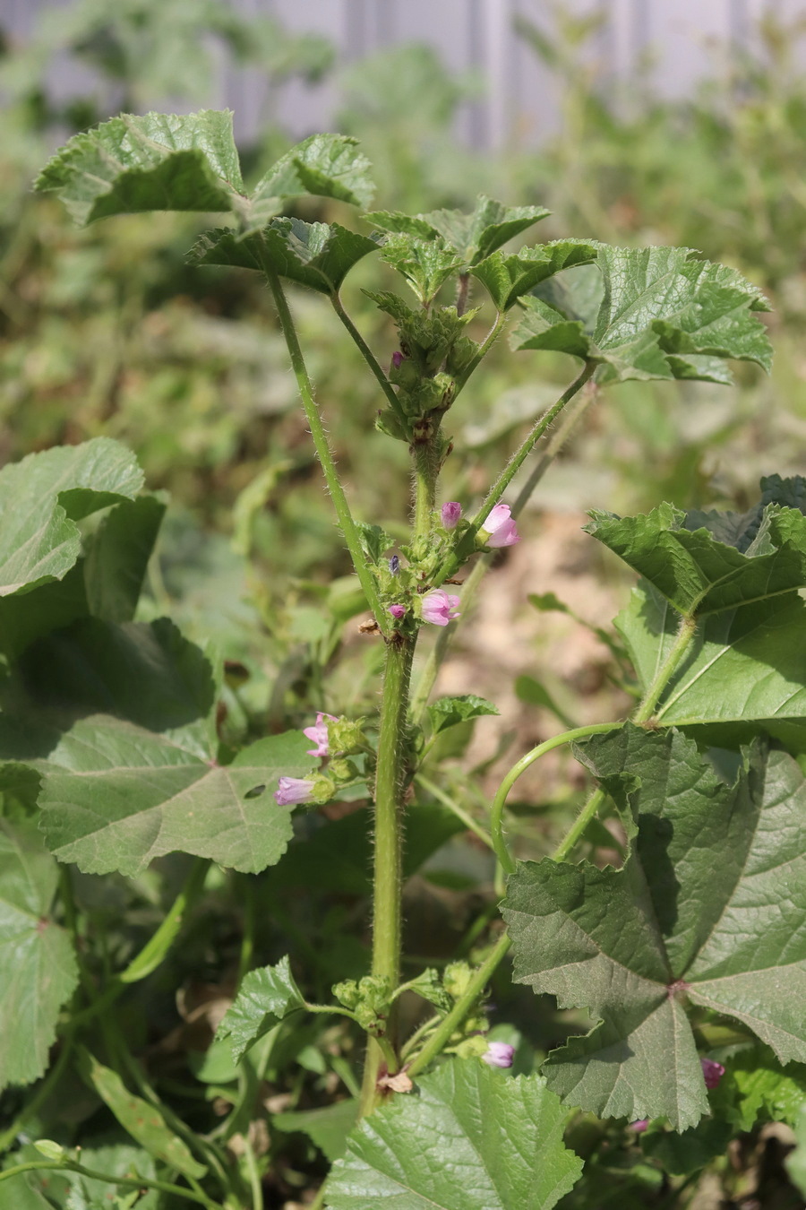 Image of Malva nicaeensis specimen.