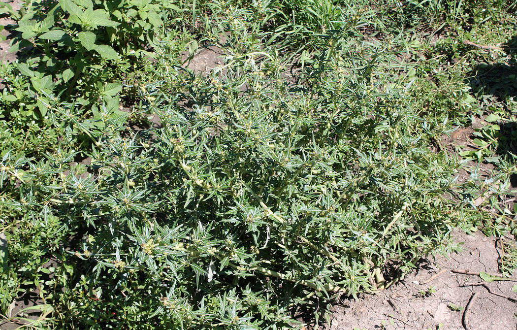 Image of Xanthium spinosum specimen.