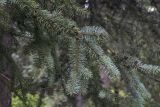 Picea pungens f. glauca