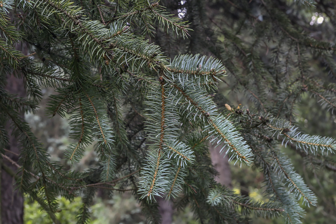 Image of Picea pungens f. glauca specimen.