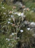 Potentilla alchimilloides. Верхушка отцветающего побега. Испания, автономное сообщество Каталония, провинция Барселона, комарка Бергеда, муниципалитет Сальдес, подножие горы Педрафорка, окр. смотр. площадки \"Гресолет\", 1557 м н.у.м., среди камней на бровке небольшого плато. 16.07.2020.