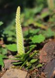 Orostachys malacophylla. Цветущее растение. Приморский край, г. Владивосток, между ст. Вторая Речка и пл. Чайка, на ж.-д. насыпи. 01.10.2020.