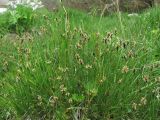 род Carex