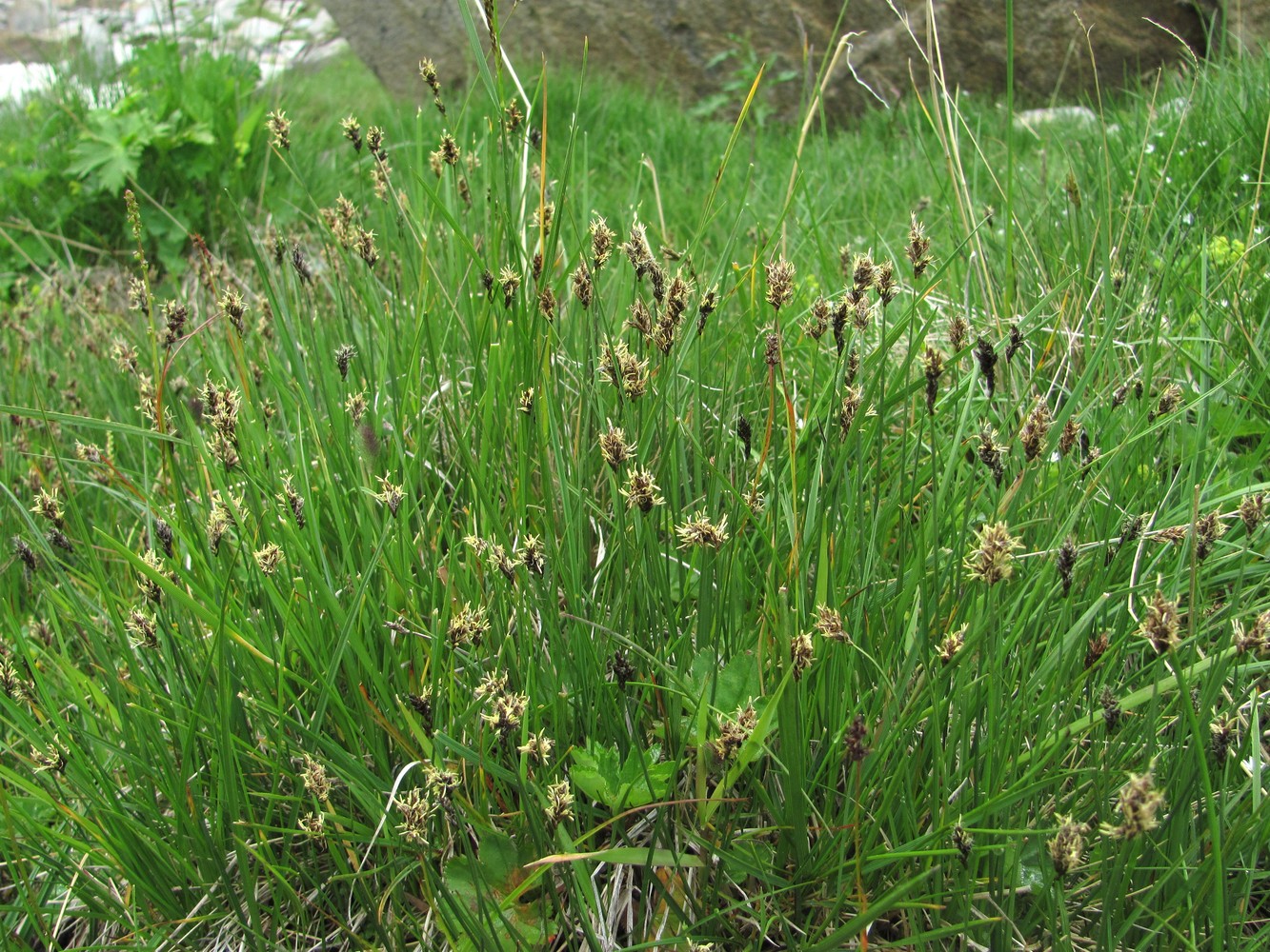 Image of genus Carex specimen.