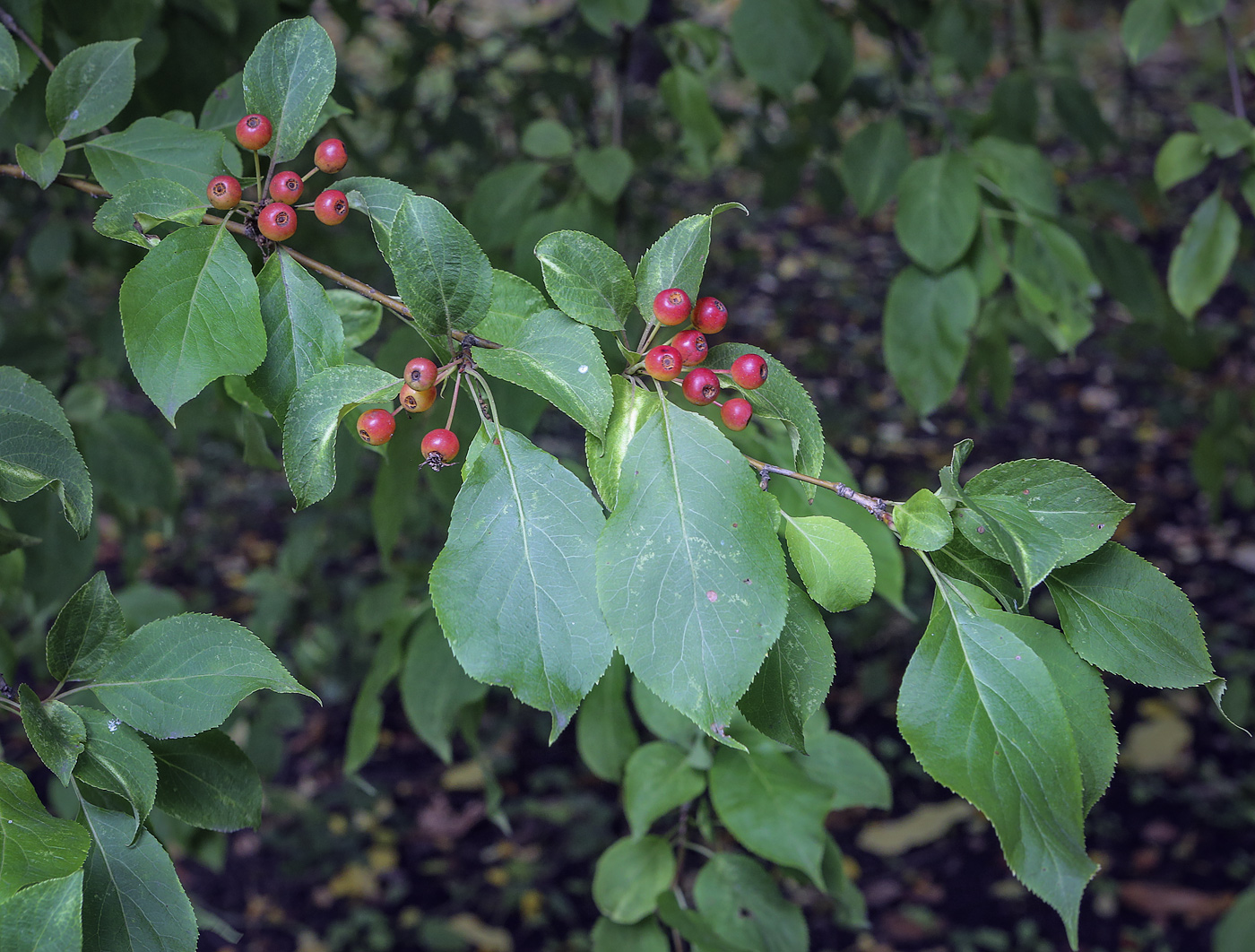 Изображение особи род Malus.