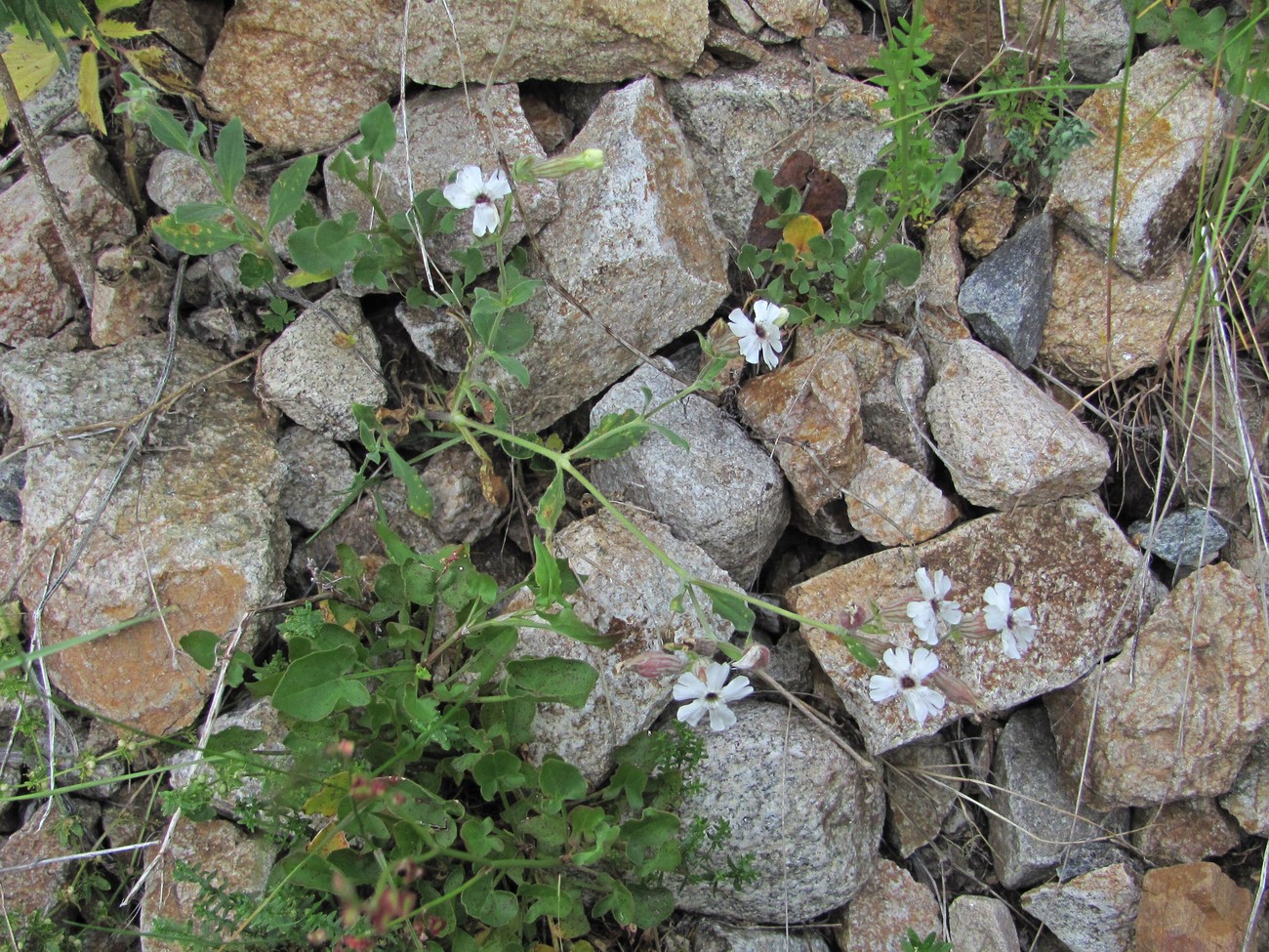 Image of Melandrium latifolium specimen.