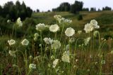 Daucus carota. Верхушки цветущих растений. Дубенский р-н, окр. с. Протасово, правый склон долины р. Пронинка, суходольный луг. 06.06.2013.