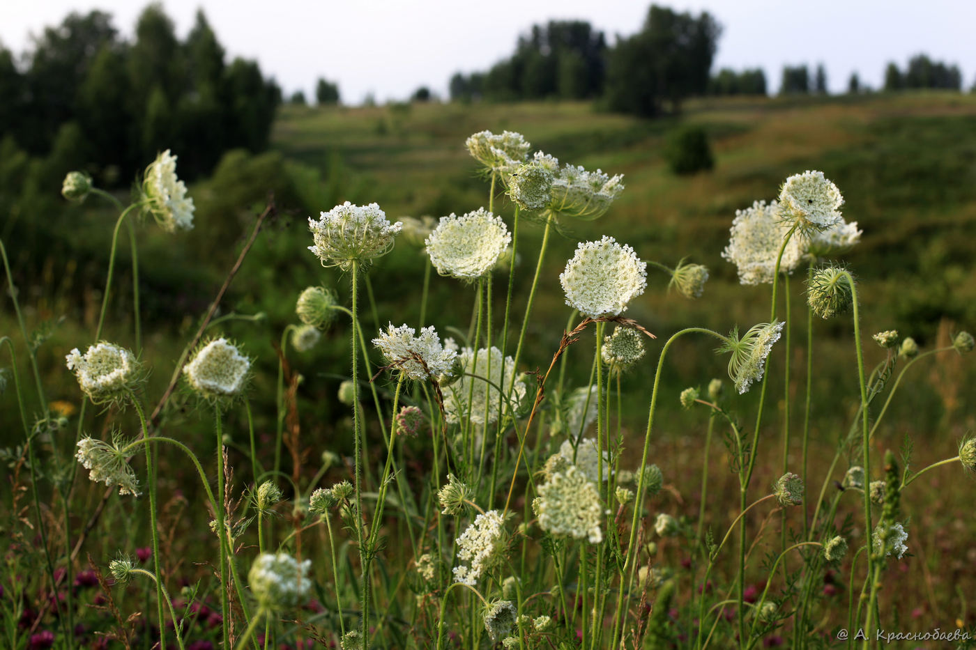 Изображение особи Daucus carota.