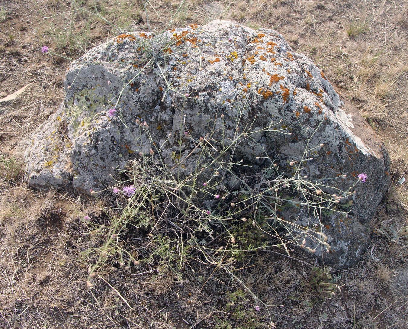 Image of Centaurea ovina specimen.