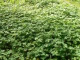 Geranium sibiricum
