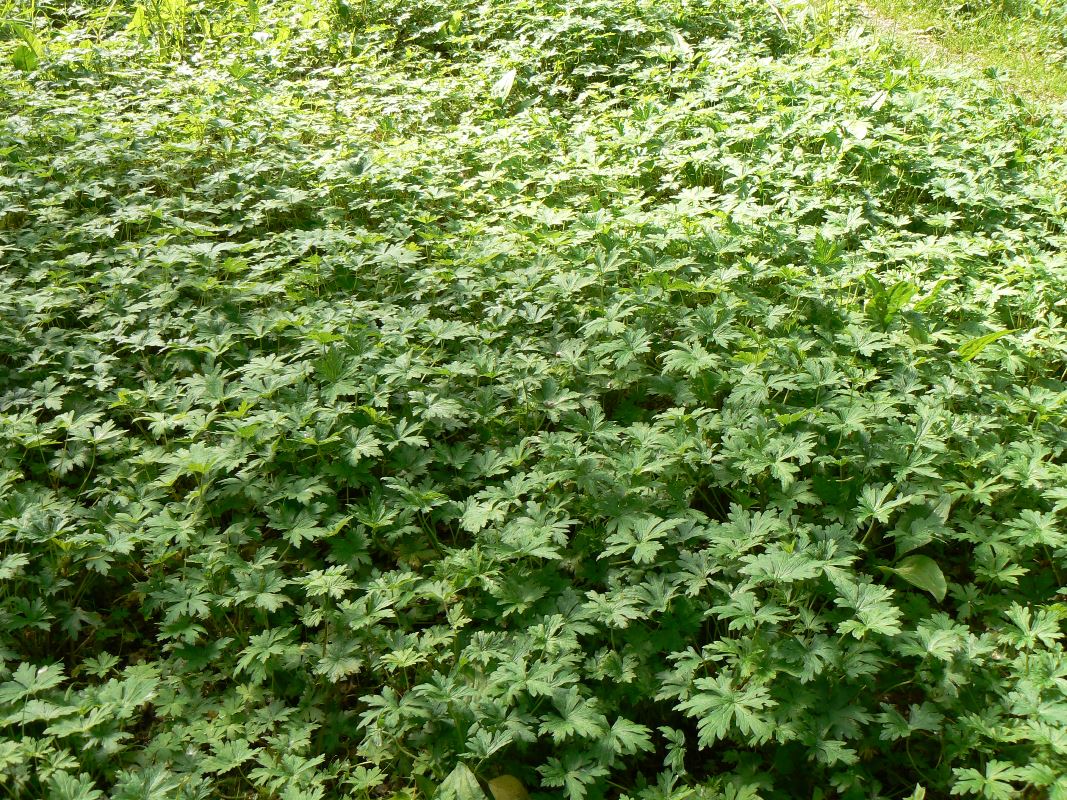 Image of Geranium sibiricum specimen.