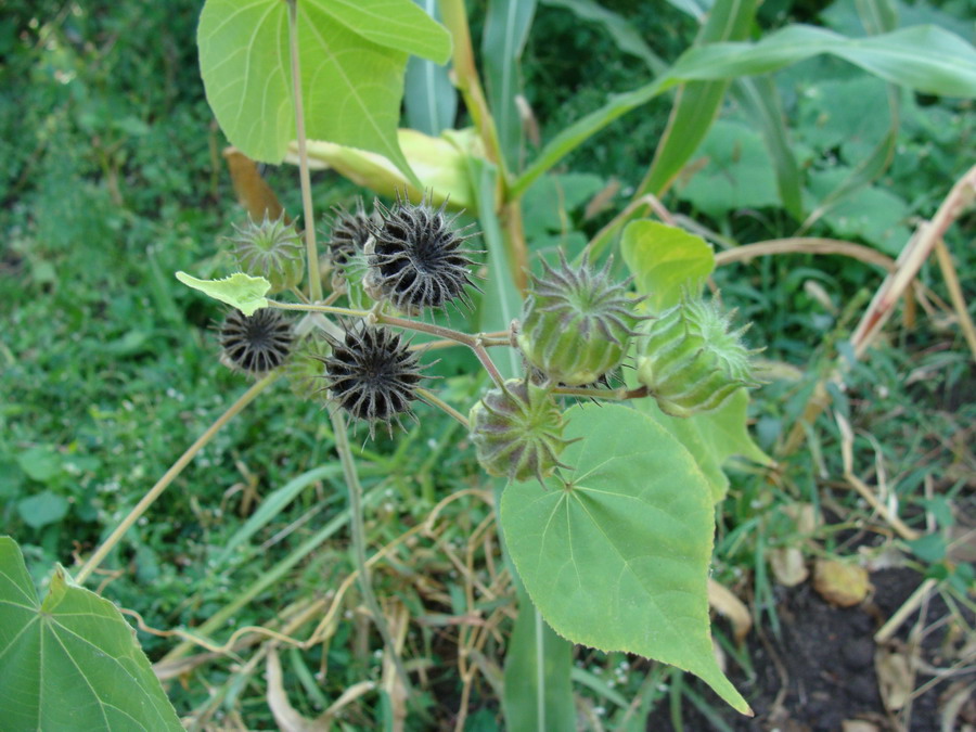 Image of Abutilon theophrasti specimen.