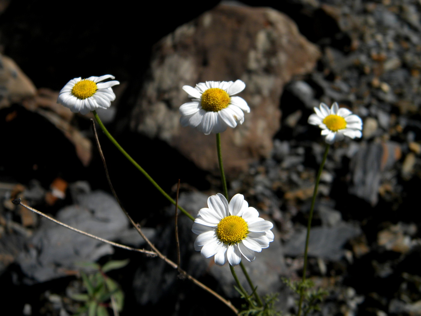 Image of Pyrethrum abrotanifolium specimen.