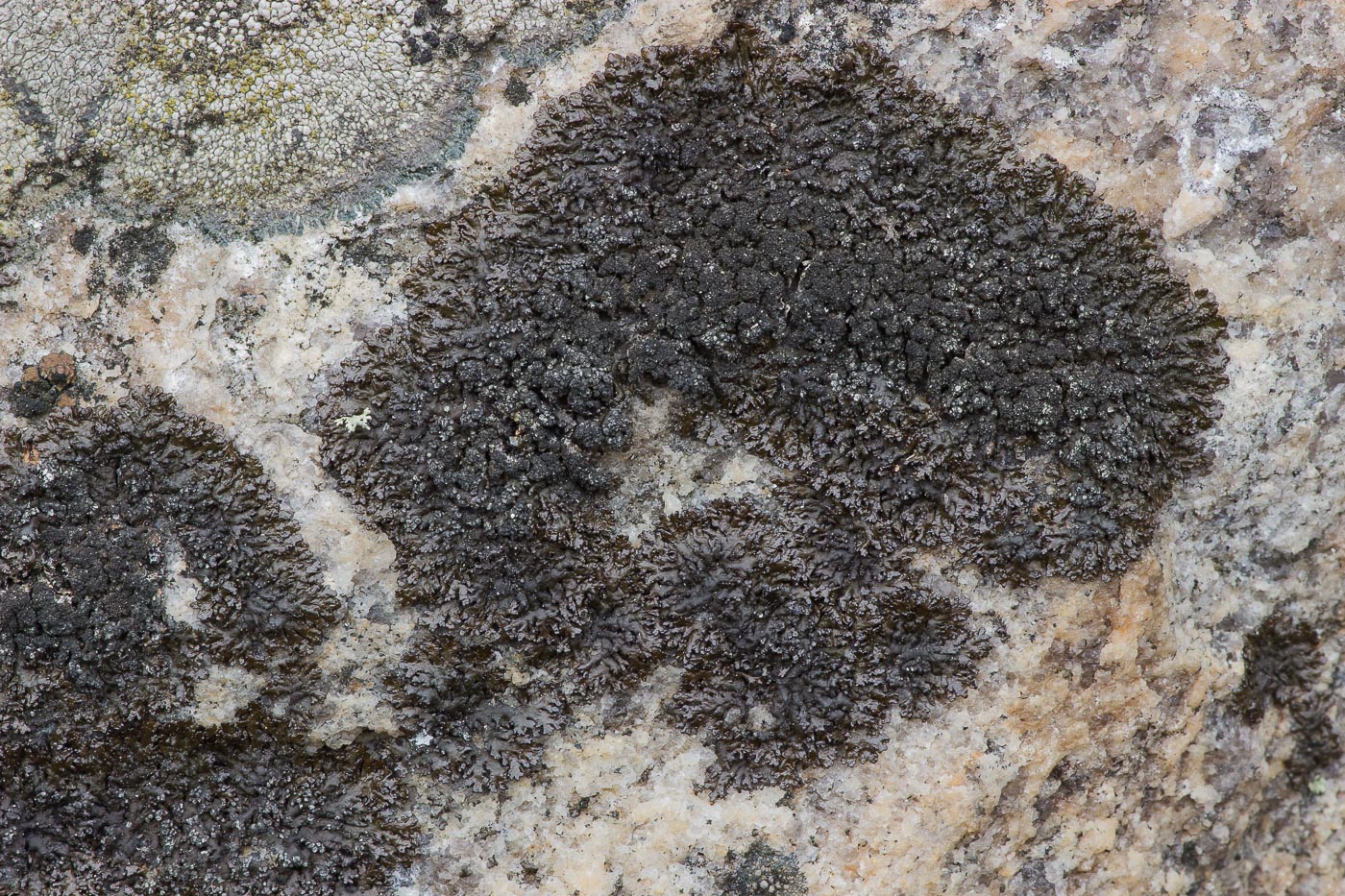 Image of Melanelia disjuncta specimen.