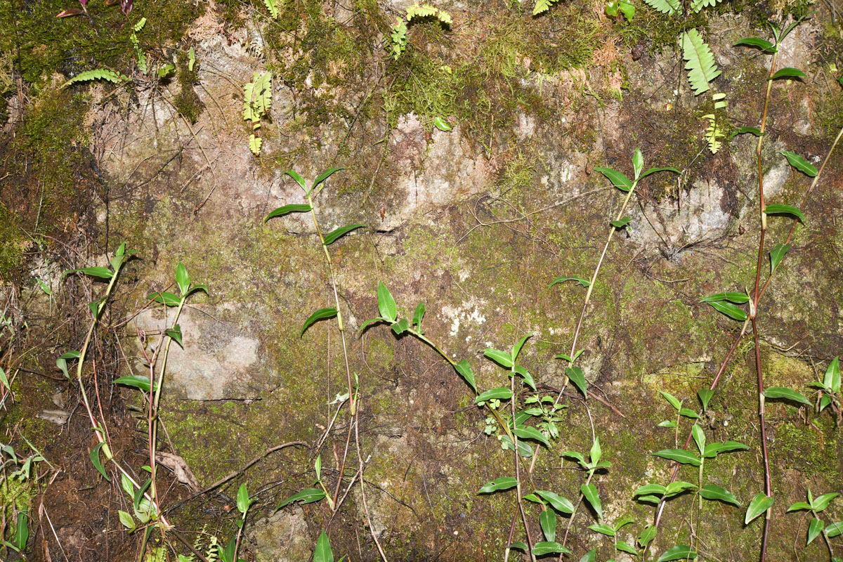 Image of Oplismenus compositus specimen.