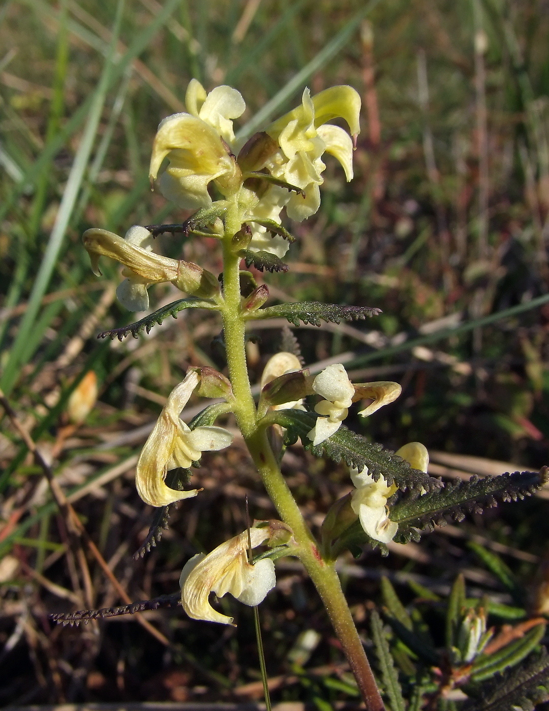 Изображение особи Pedicularis lapponica.