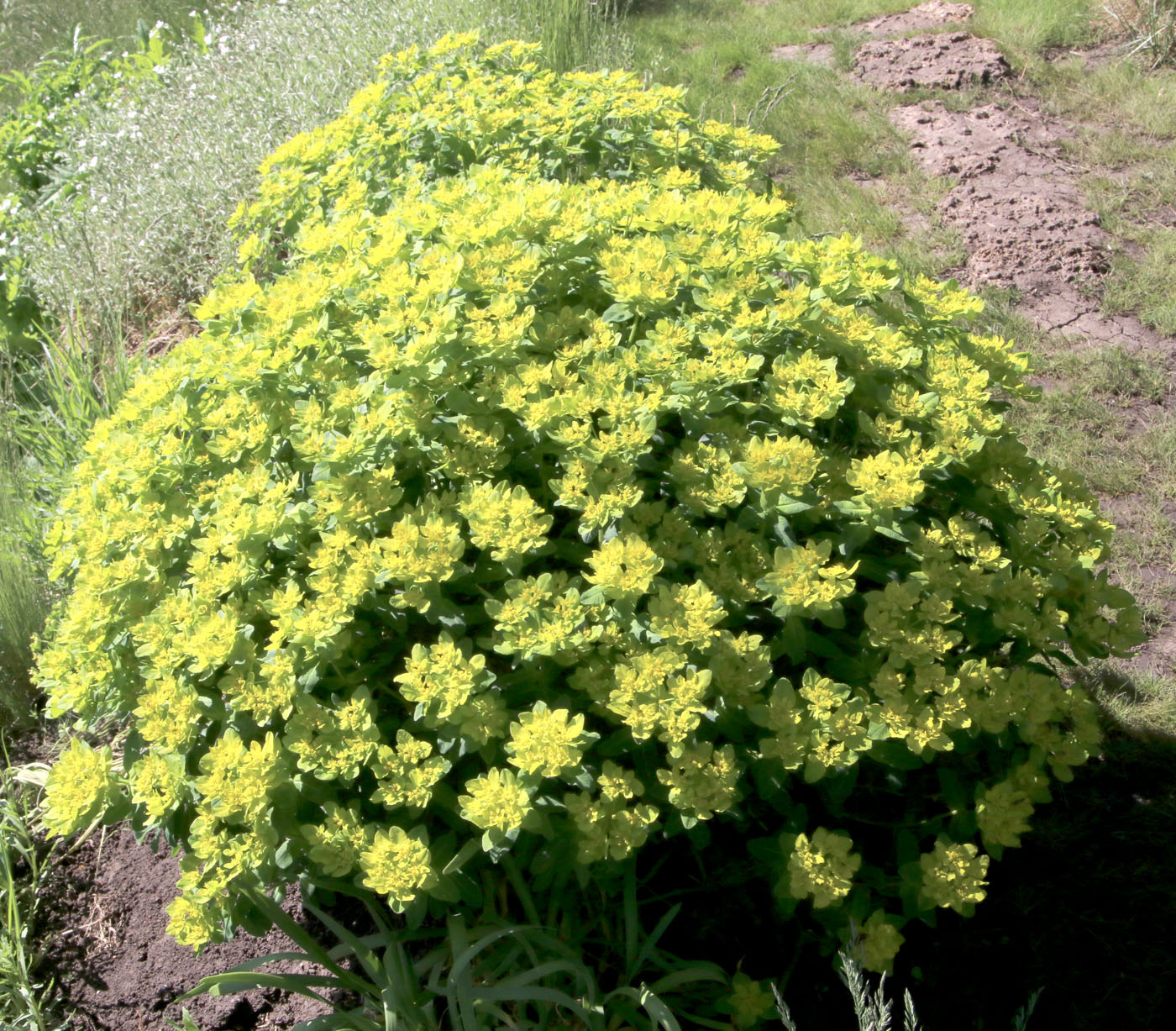 Изображение особи Euphorbia epithymoides.