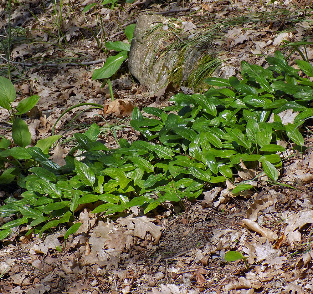 Image of Arum maculatum specimen.