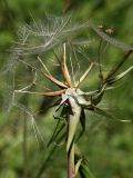 Tragopogon pratensis. Осыпающееся соплодие. Санкт-Петербург, Дудергофские высоты, луг на склоне южной экспозиции. 03.07.2010.