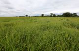 Carex atherodes