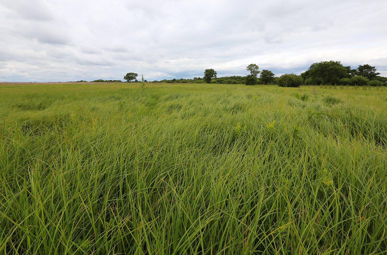 Image of Carex atherodes specimen.