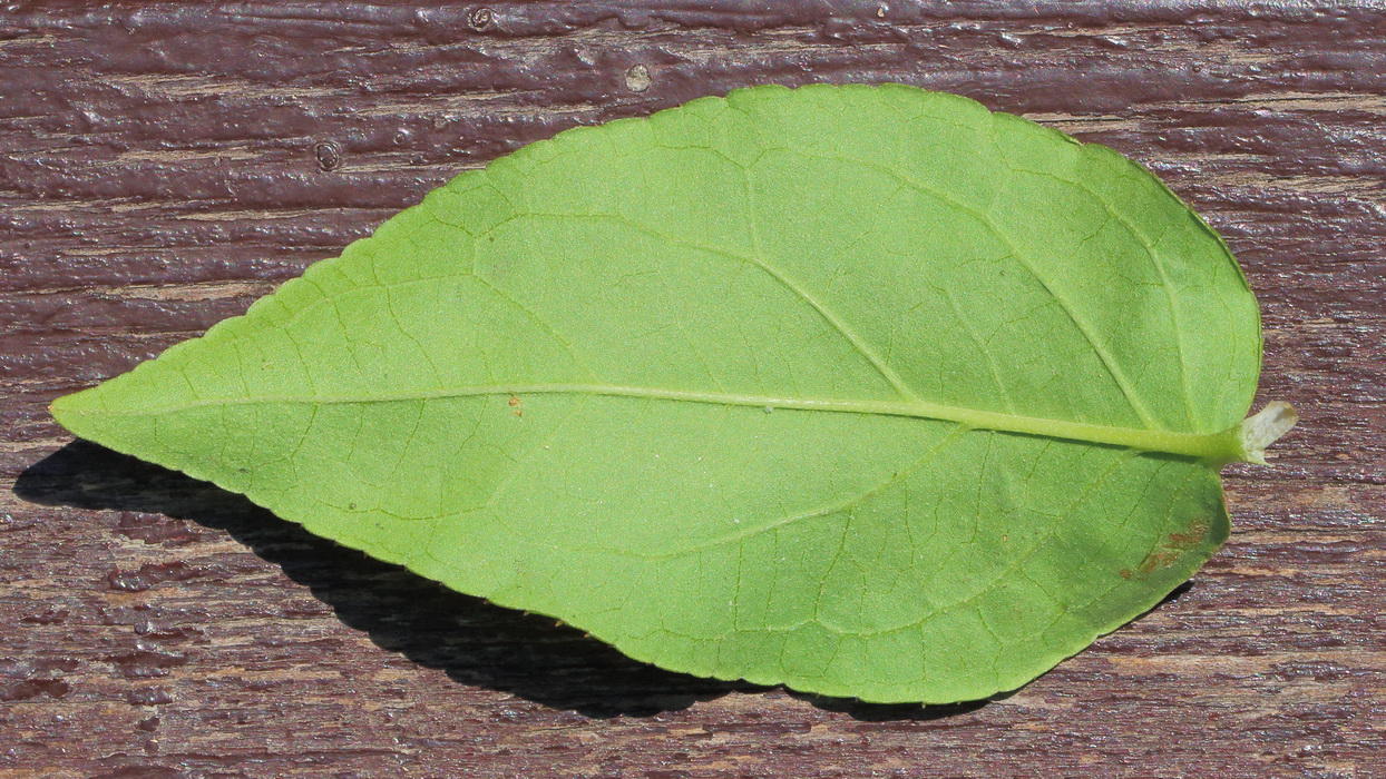 Image of Deutzia scabra var. candidissima specimen.