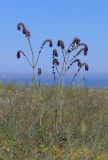 Salvia nutans. Цветущие растения. Крым, Тарханкутский п-ов, окр. балки Кипчак, степь. 8 июня 2021 г.