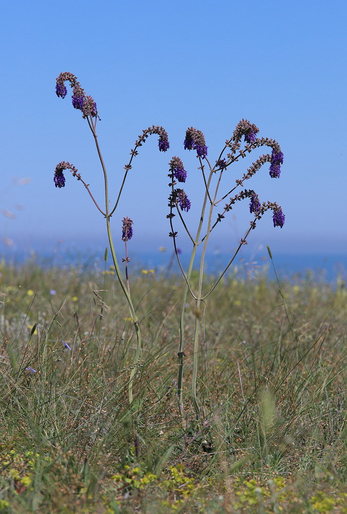 Image of Salvia nutans specimen.