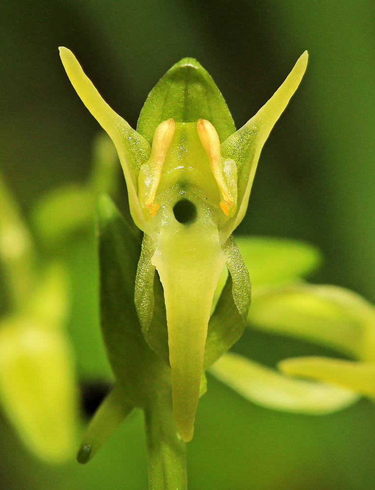 Изображение особи Platanthera &times; inouei.