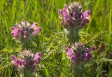 Pedicularis dasystachys