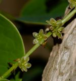 род Phyllanthus. Часть побега с соцветием. Израиль, Шарон, г. Тель-Авив, ботанический сад тропических растений. 05.08.2018.